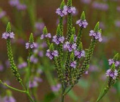 Лечебна върбинка