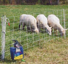Охрана на посевите и контрол на селскостопанските животни с електропастир – какво трябва да знаете?
